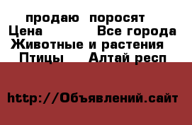 продаю  поросят  › Цена ­ 1 000 - Все города Животные и растения » Птицы   . Алтай респ.